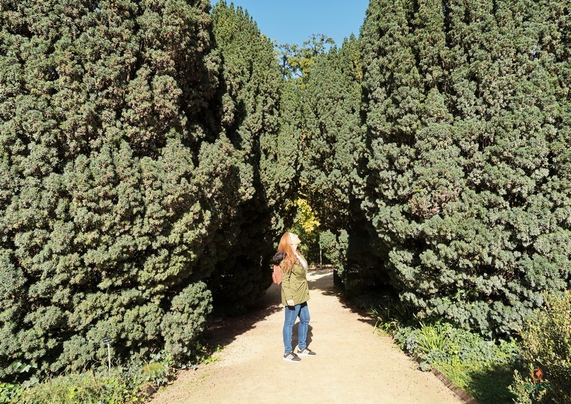 Laberinto jardin des plantes