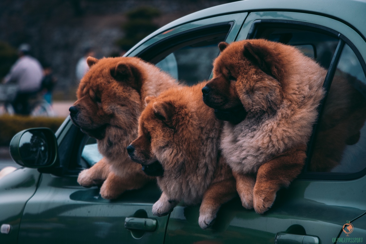 Qué recuerdos comprar en Japón