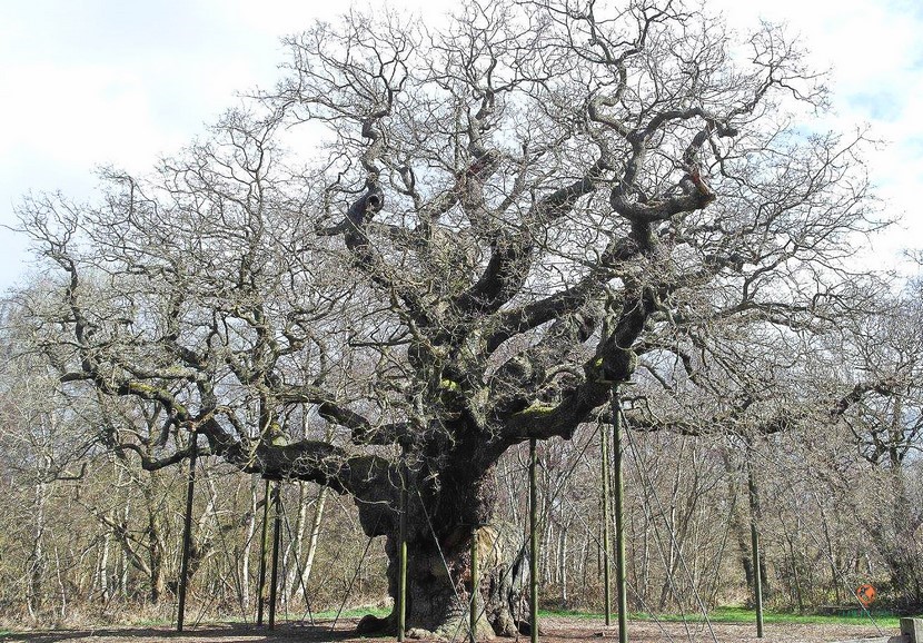Roble centenario de Sherwood.