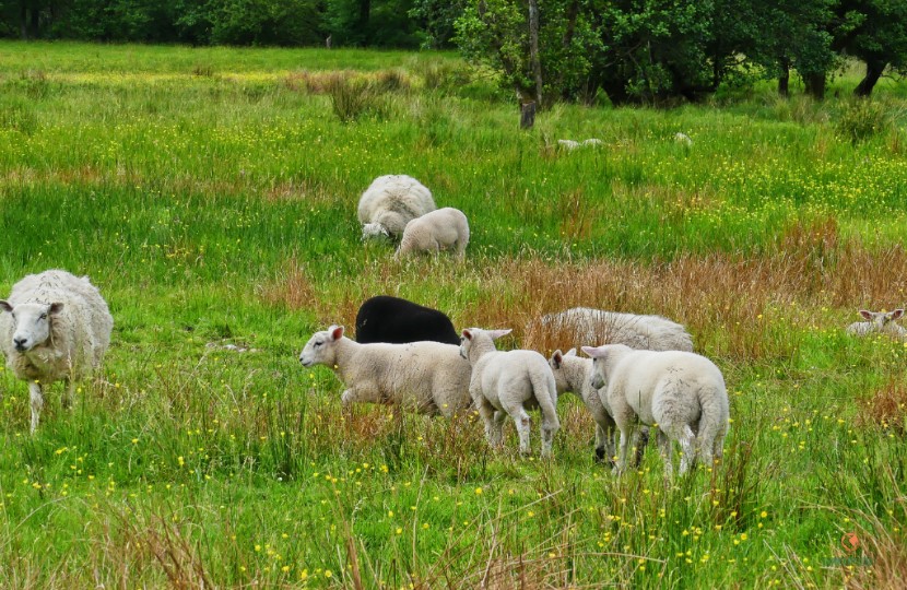 Glen Nevis, Escocia.