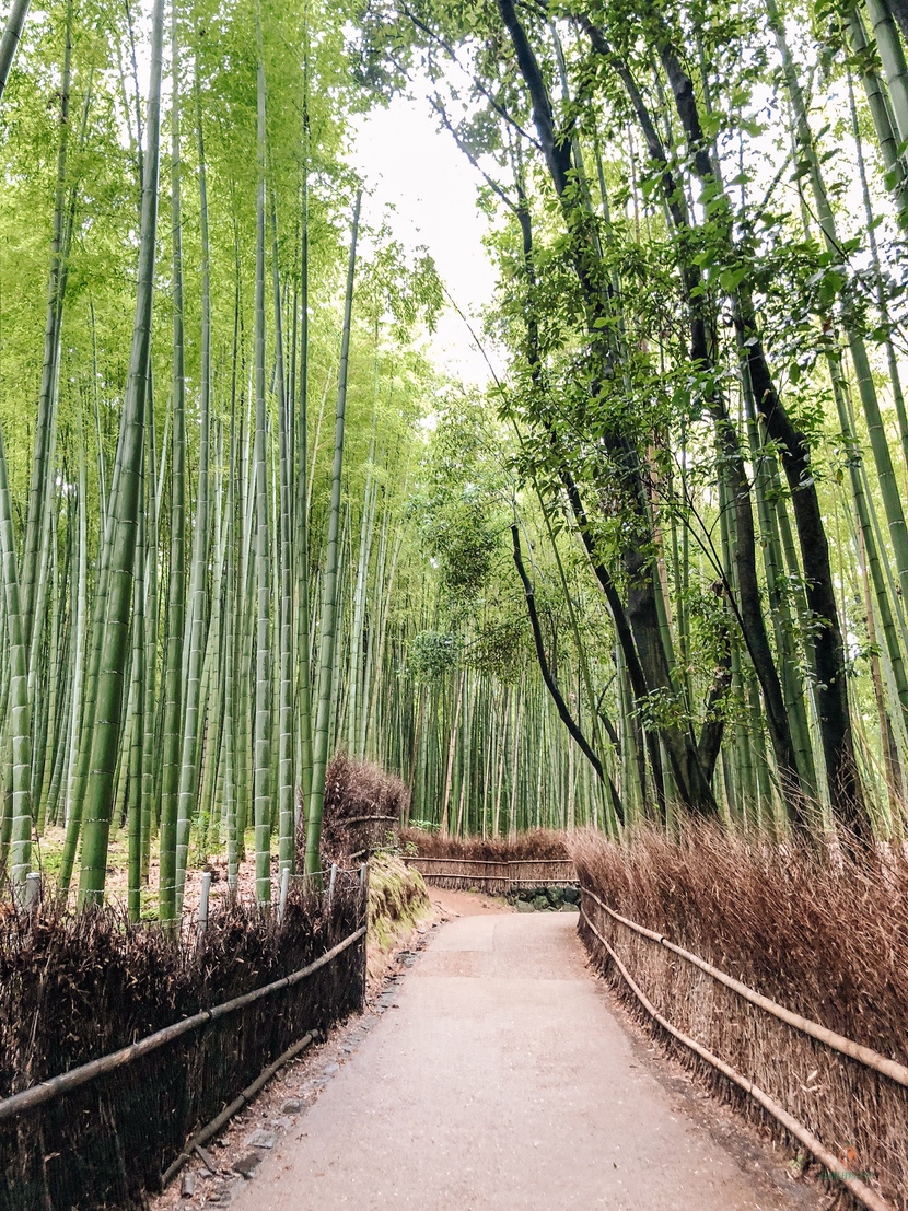 Arashiyama bosque de bambú.