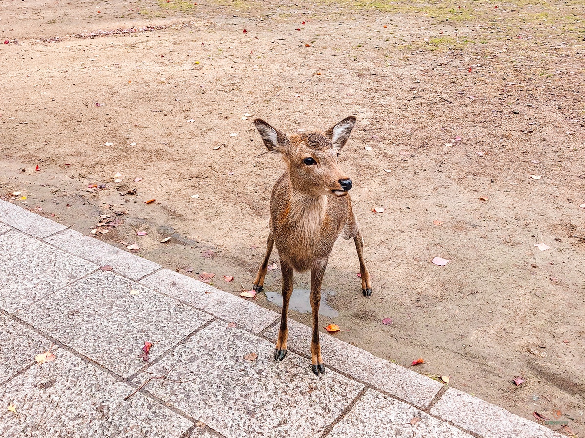 Ciervos en Nara