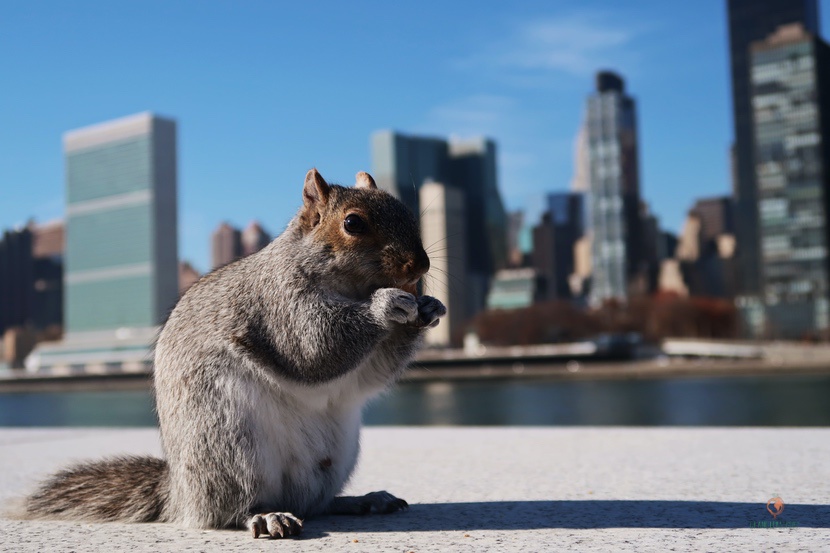 Ardillas en Roosevelt Island.