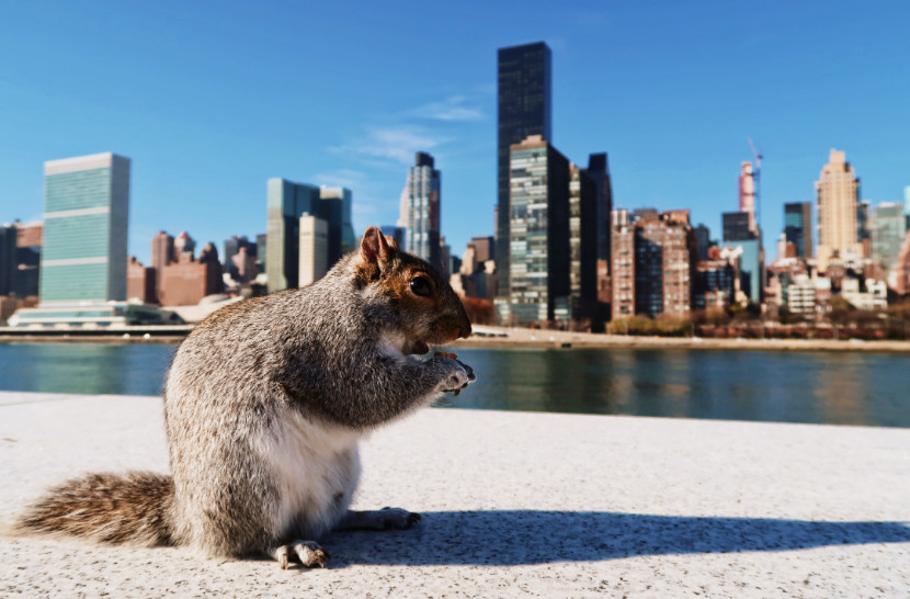 Skyline de New York desde la isla de Roosevelt.