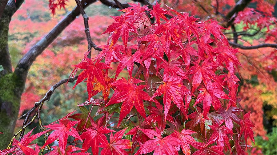 los colores del otoño