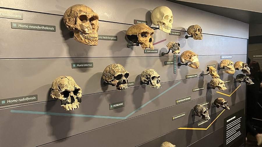Colección de la evolución humana