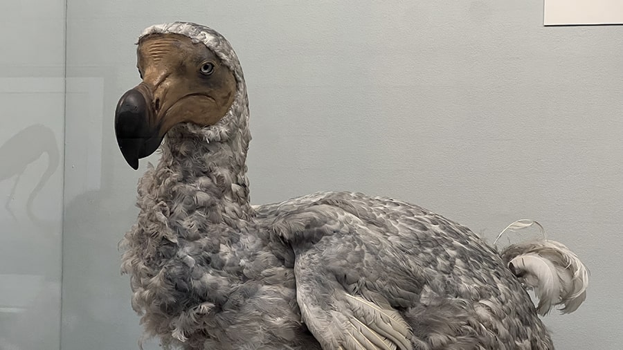 Pájaro dodo de la zona verde