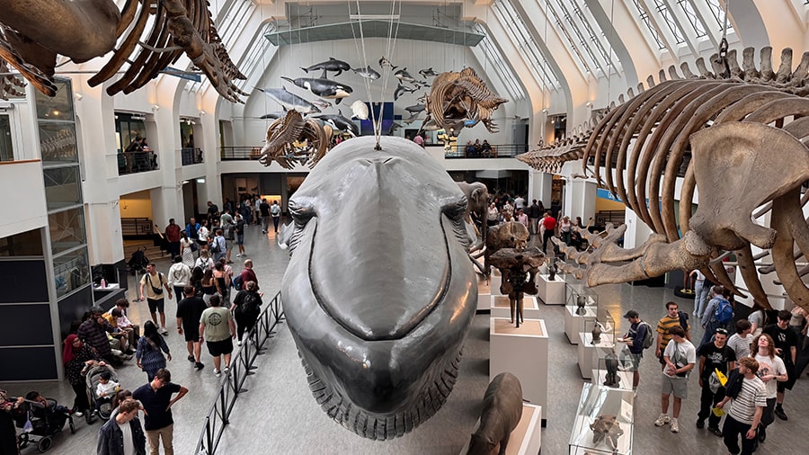 Sala de los mamíferos marinos