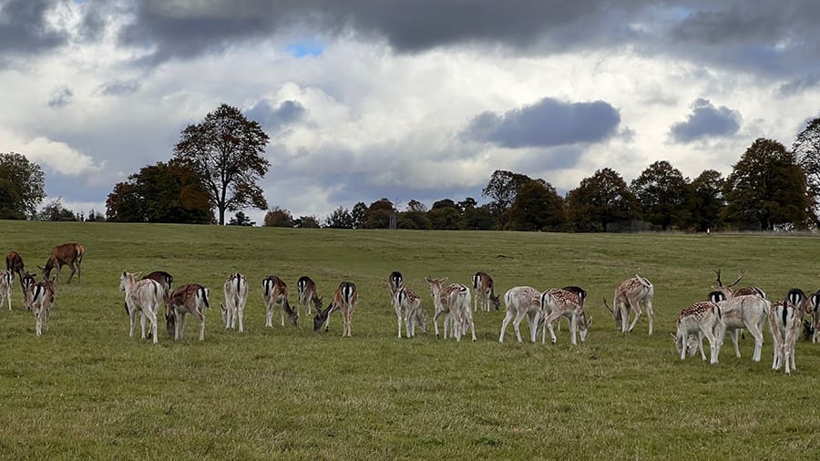 Ciervos en libertad en Richmond Park