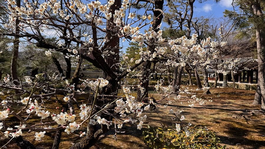 Temporada alta de marzo a mayo