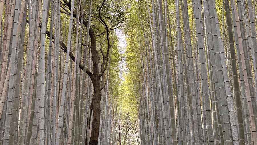 Bosque de bambú en Kioto