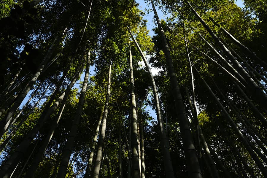 Bosque de bambú en Fushimi Inari