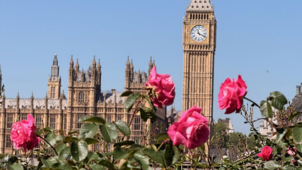 El Big Ben y el Parlamento de Londres con rosas en primer plano